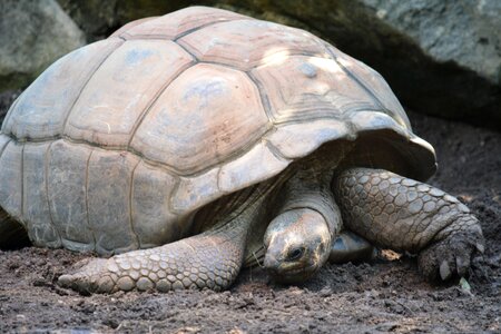Giant tortoise reptile panzer photo