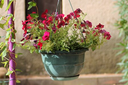 Flowers potted flowers hanging flower pot photo