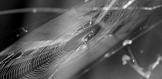 Spider black and white insect