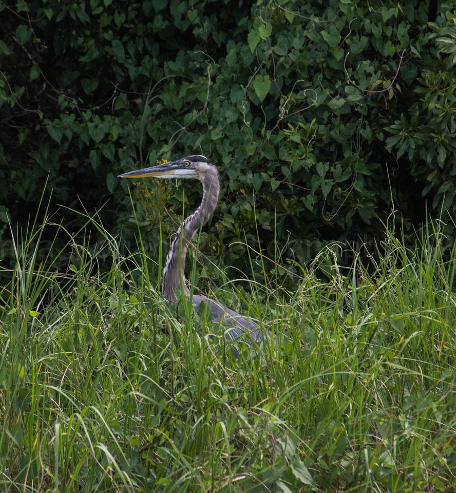 Nature animal blue