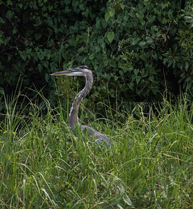 Nature animal blue