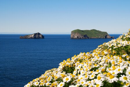 Iceland flowers margaritas photo