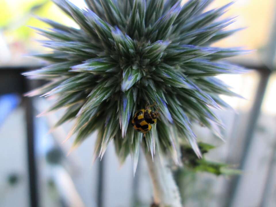 Gulsvart insects small