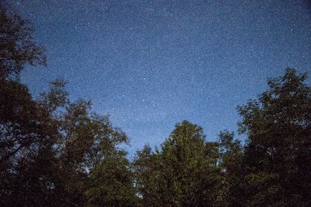 Night tree stars