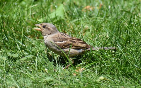 Bird female sparrow photo