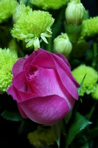 Valentine birthday send flowers