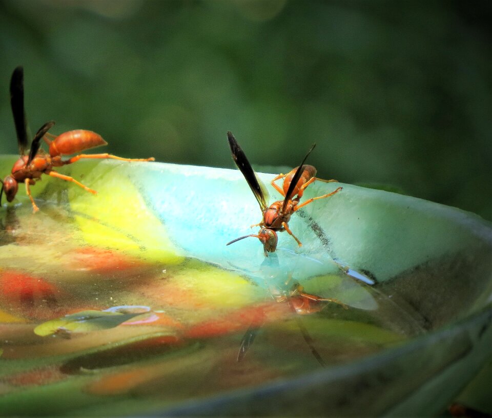Reflections red wasps
