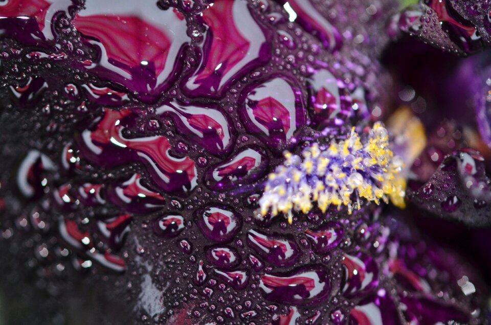 Bloom plant blossom