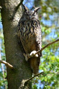 Bird of prey owl bird