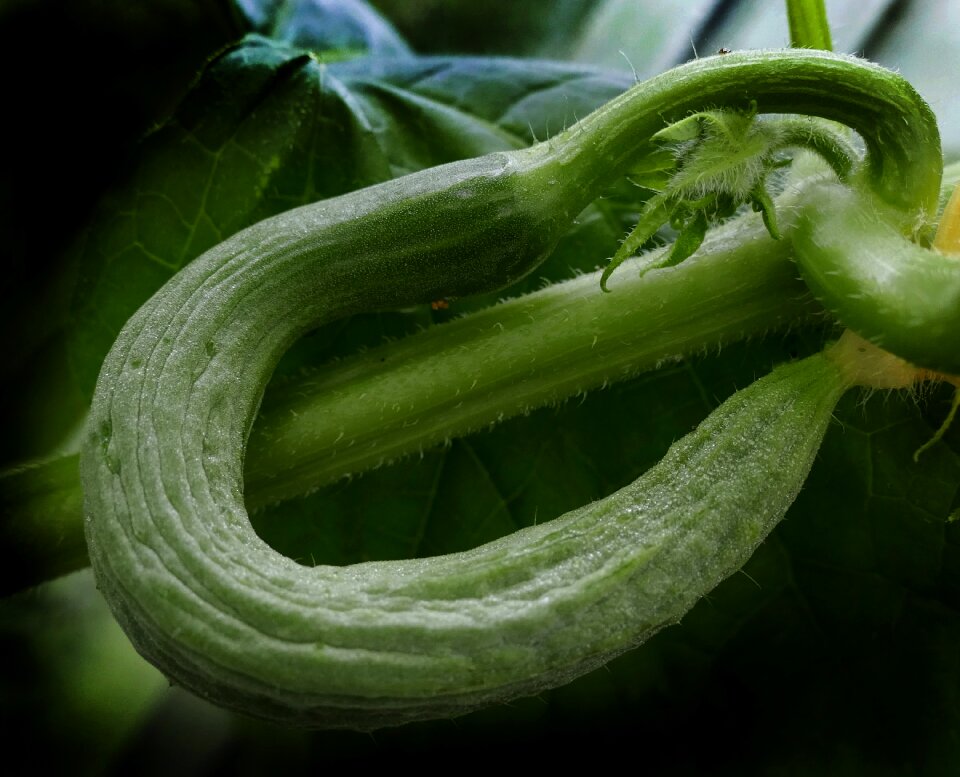 Bent fruit set greenhouse
