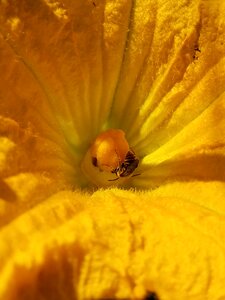 Garden edible