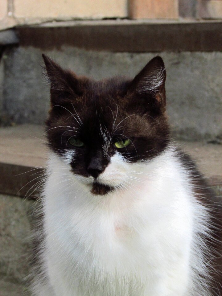 Animals fluffy cat cute
