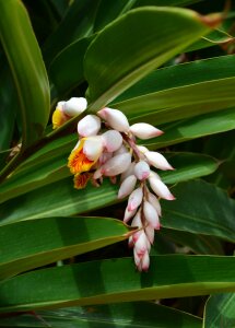 Tropical linda beauty
