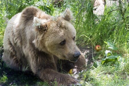 Nature predator brown bear photo