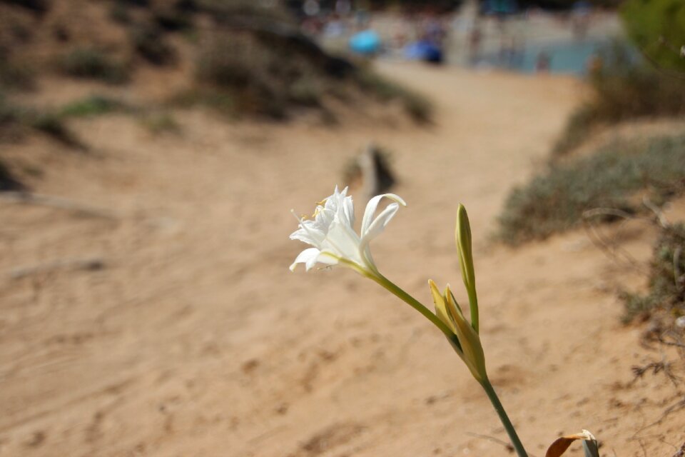 Nature close up lonely