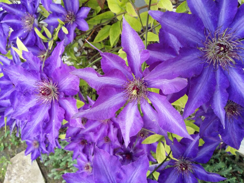 Flower light purple plant