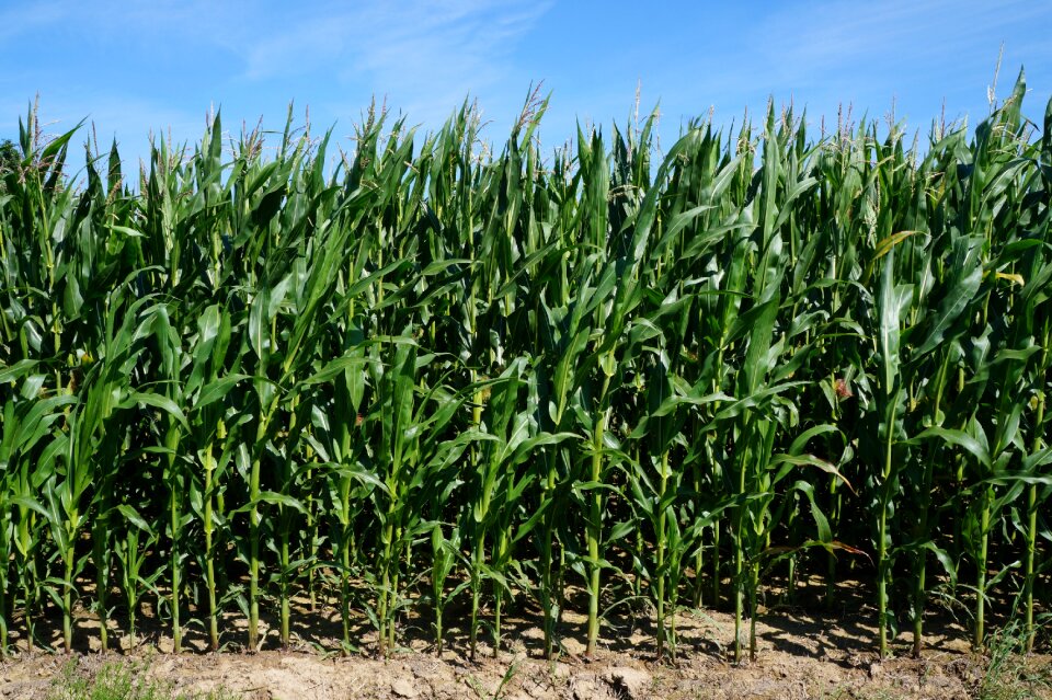 Cornfield field plant