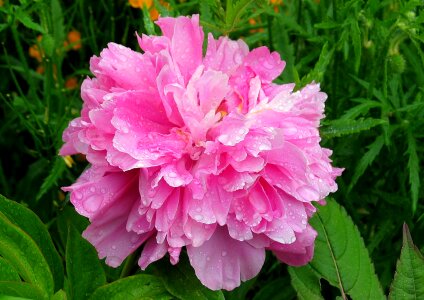 Flower bloom macro