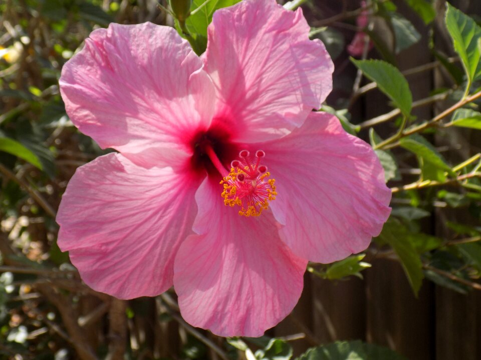 Plant summer blossom photo