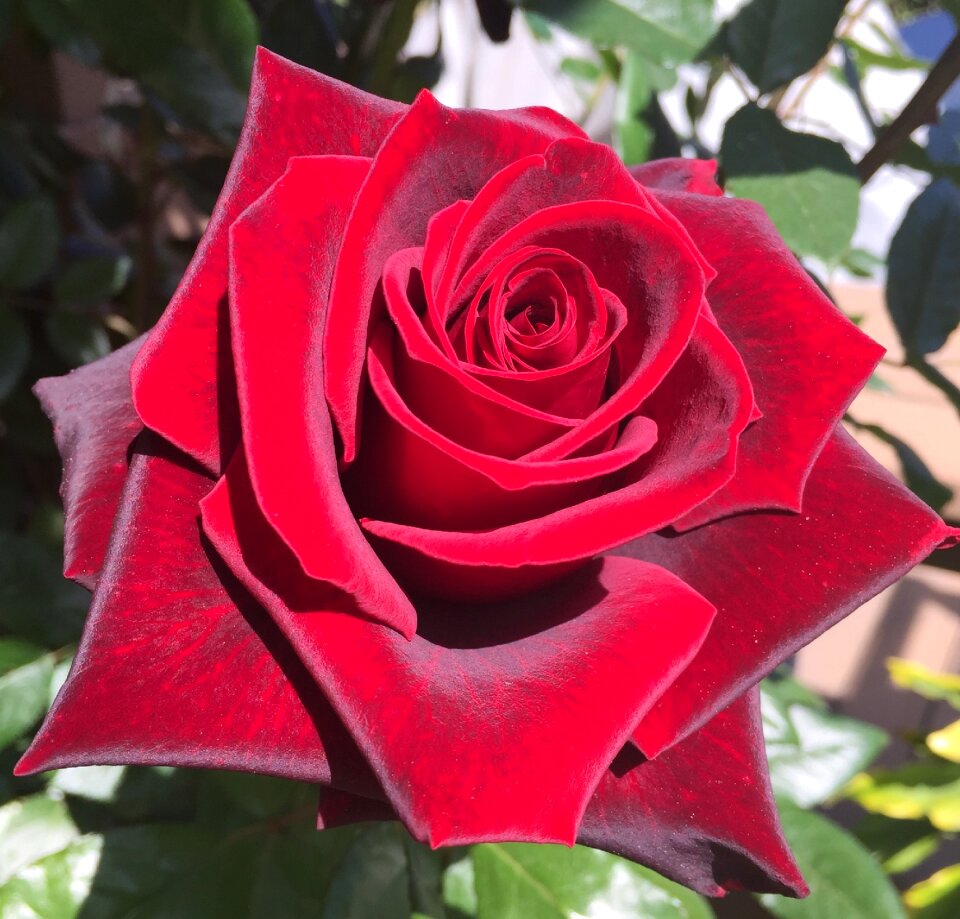 Rose velvet