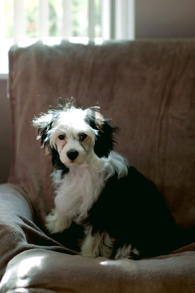 Animal cute canine