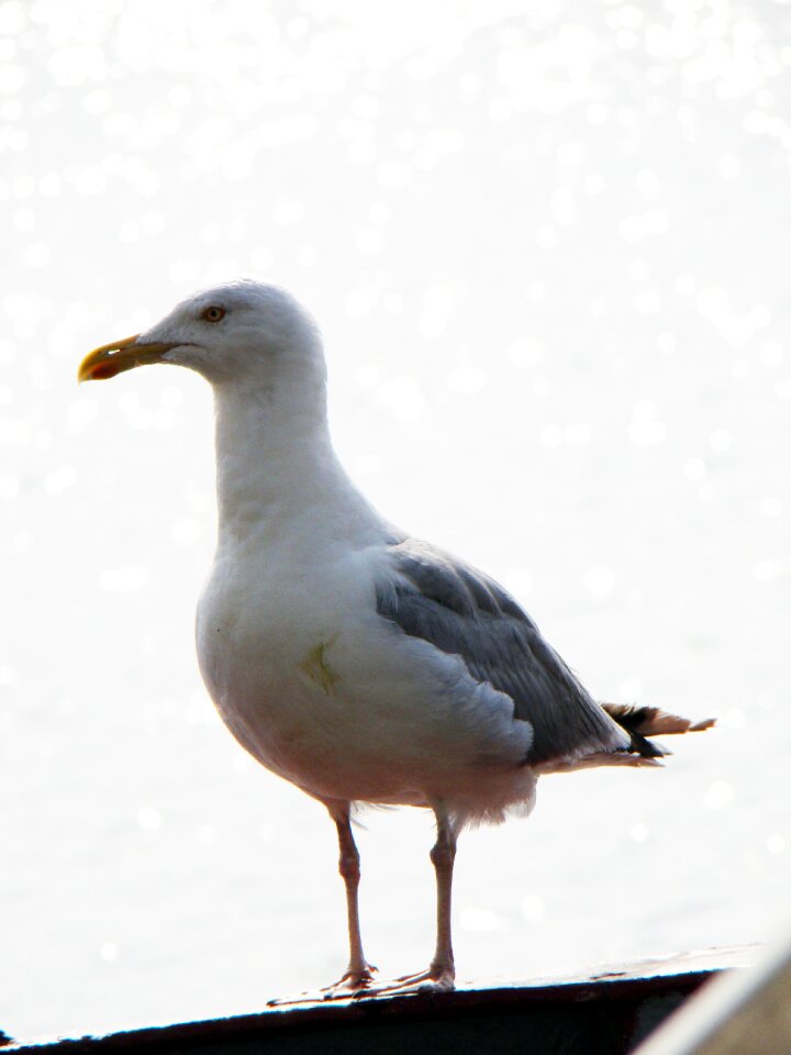 Water herring gull the baltic sea