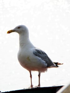Water herring gull the baltic sea photo
