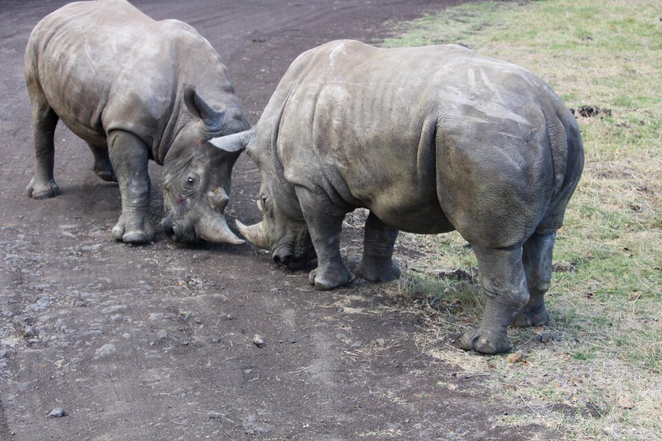 Reserve travel zoo