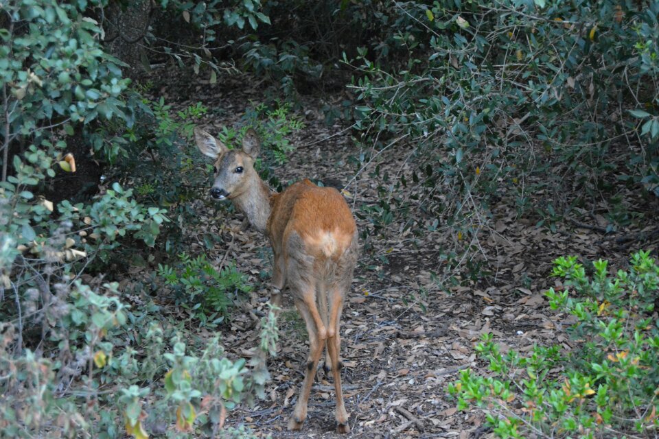 Fawn