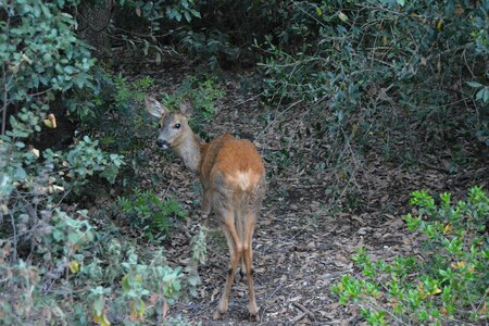 Fawn