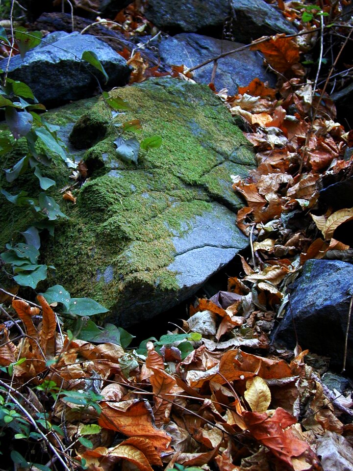 Leaves rocks stone