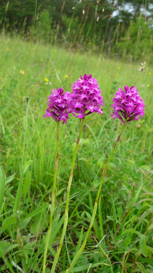 Three group pink-red flowers