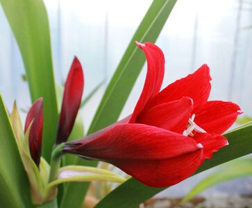Flower plant