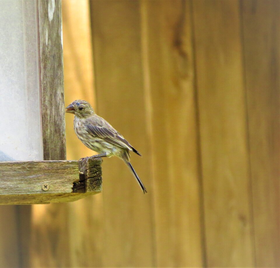 Brown and tan wildlife