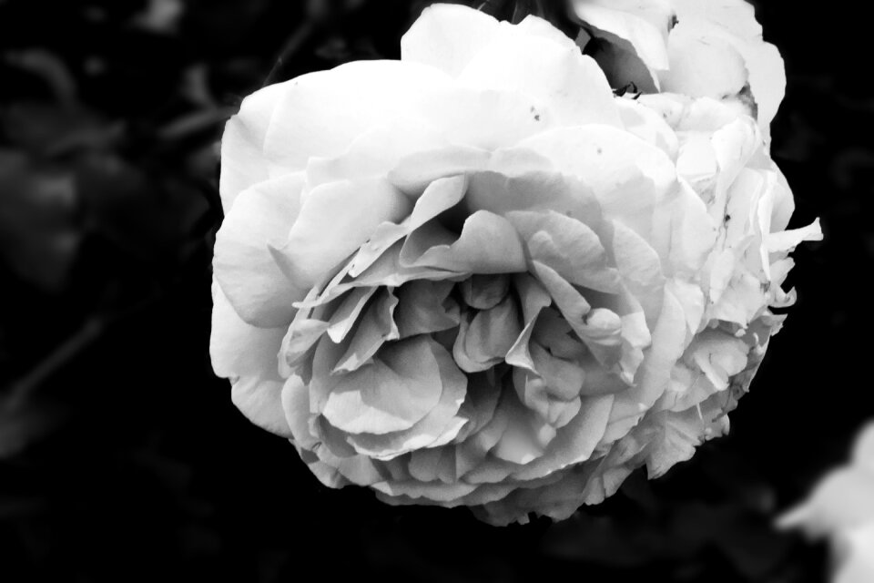 Summer white leaf