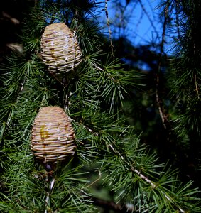 Pine cone nature seed