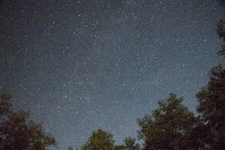 Night tree stars photo