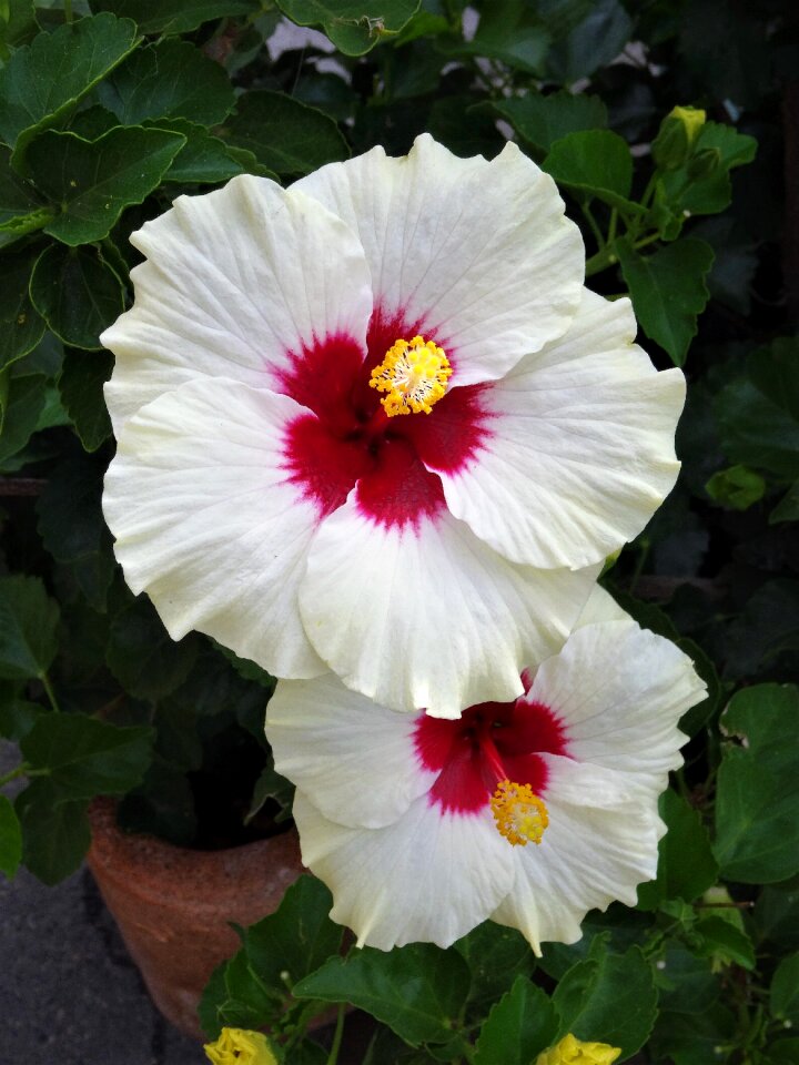 Hibiscus white blossom nature