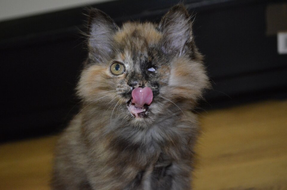 Small delicious lick