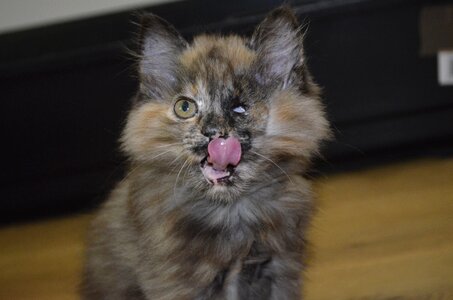 Small delicious lick