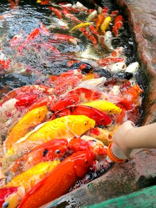 Fish big fish koi fish photo