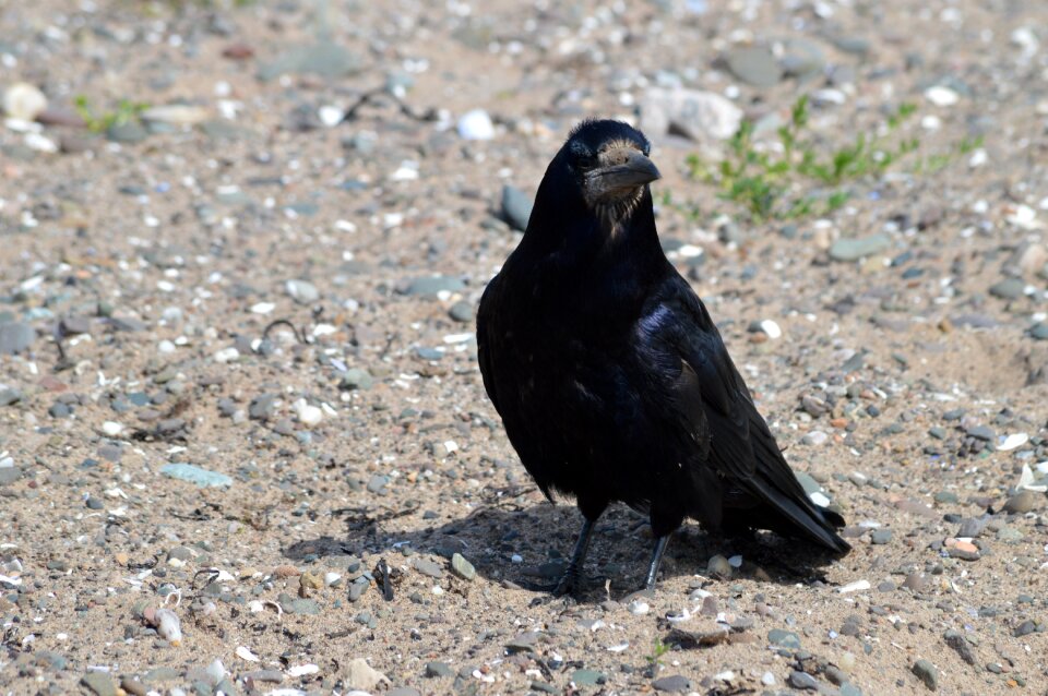 Black animal nature