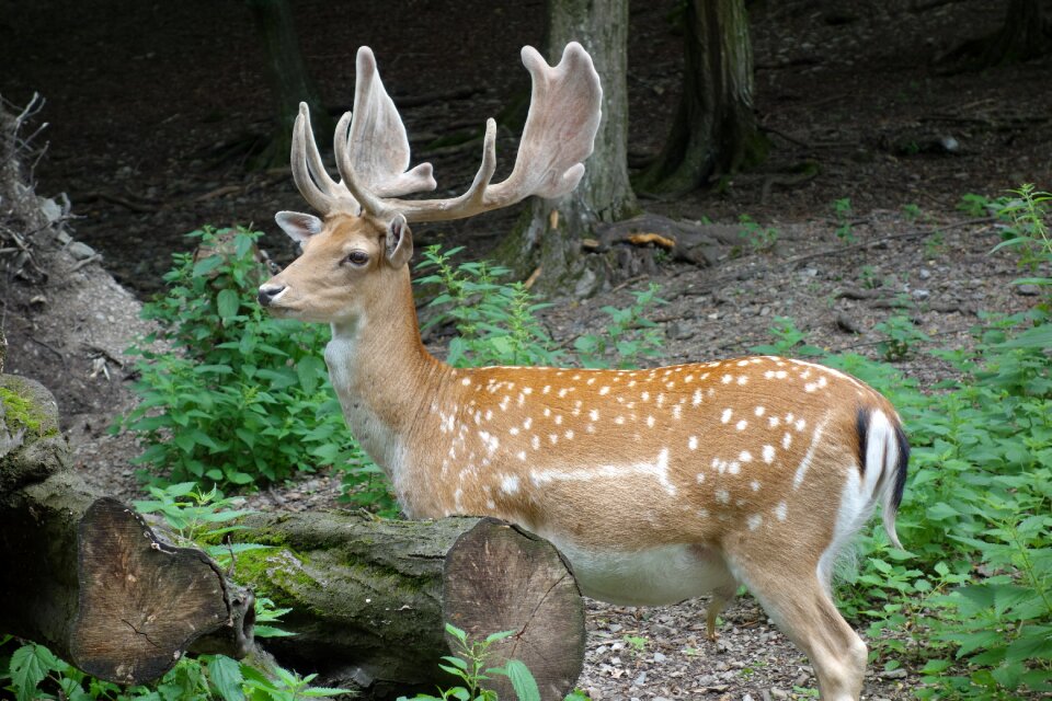 Nature forest animal
