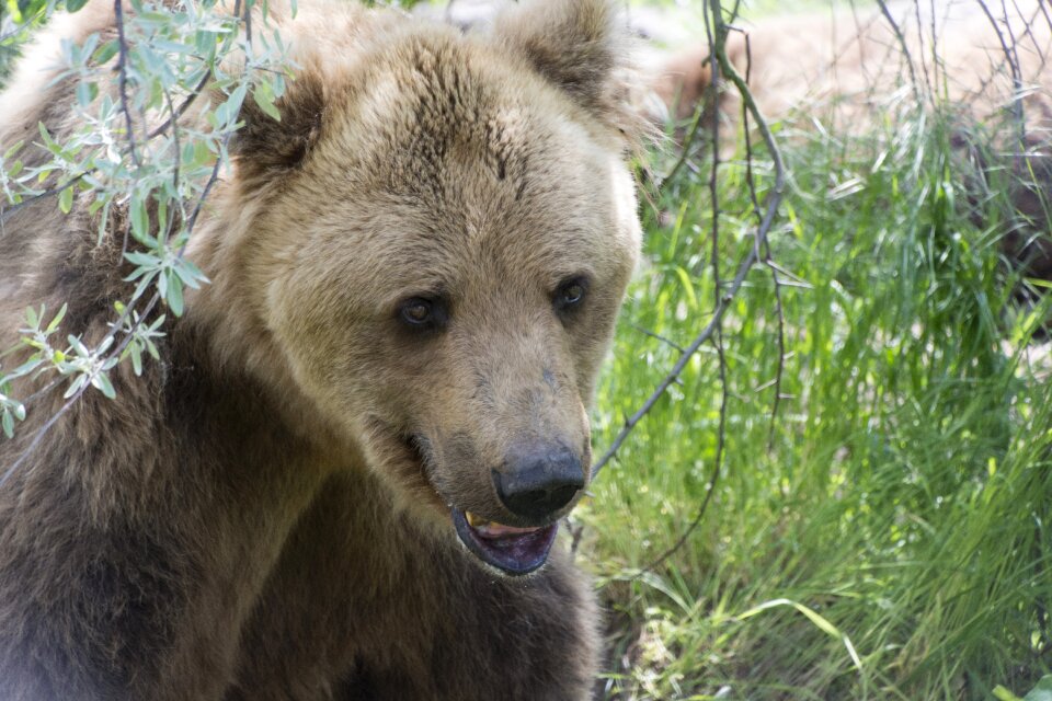 Nature predator brown bear