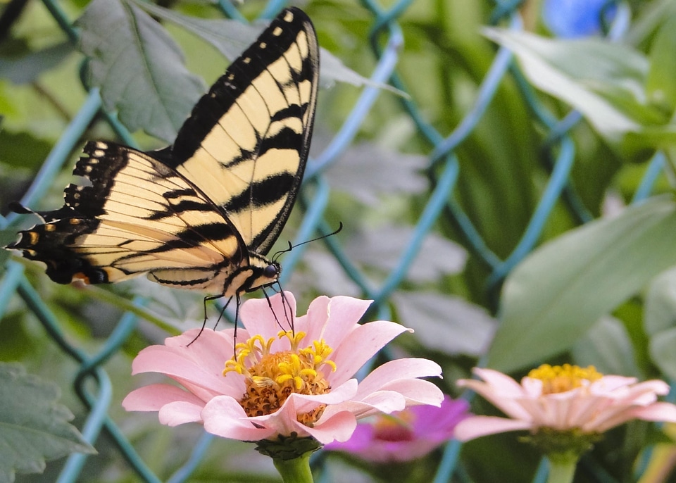 Butterfly insect wing