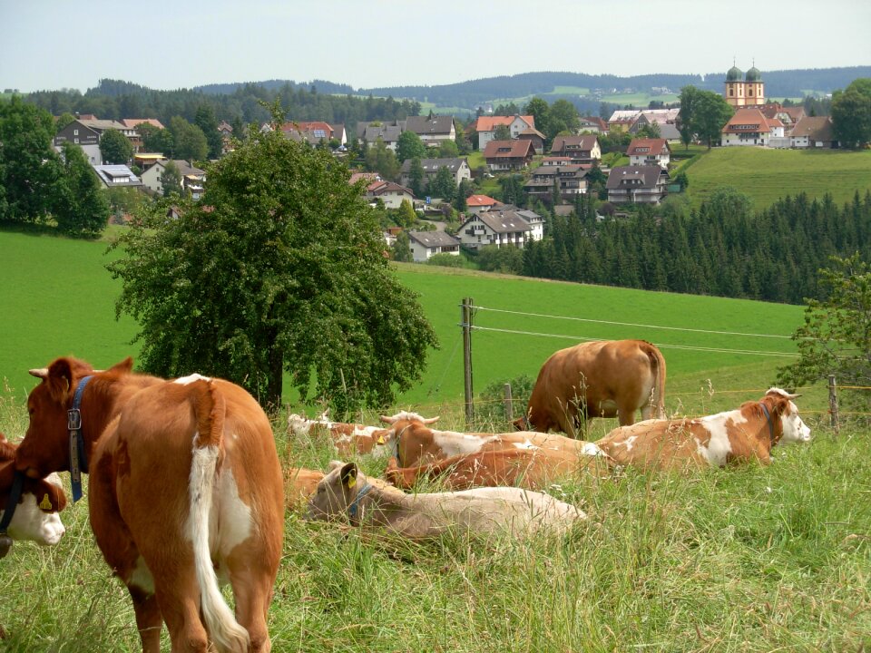 Cow landscape germany
