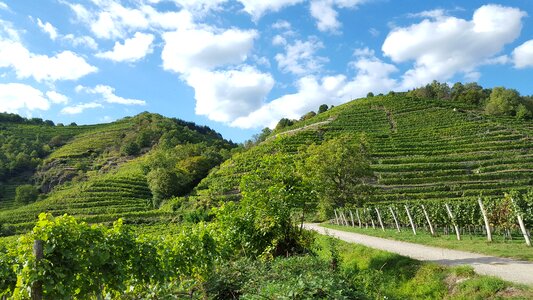 Vineyards the danube cycle path autumn