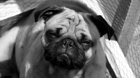 Dog puppy black and white