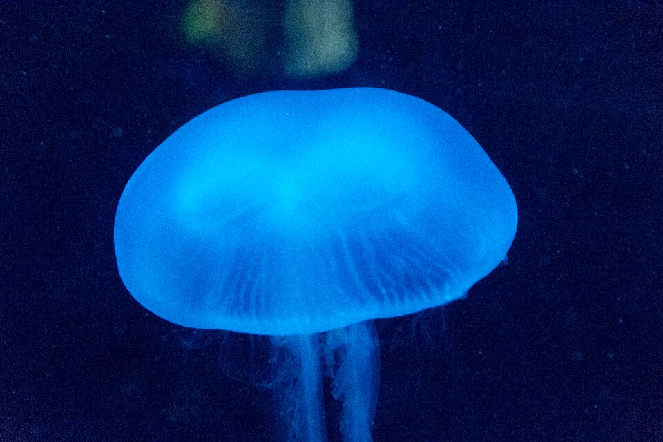 Jellyfish aquarium marine fauna
