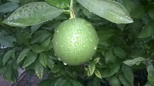 Orange green fruit